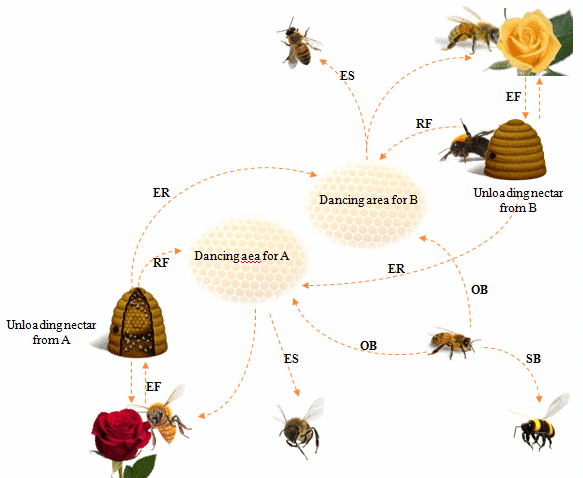 Behavior of honeybee foraging for nectar